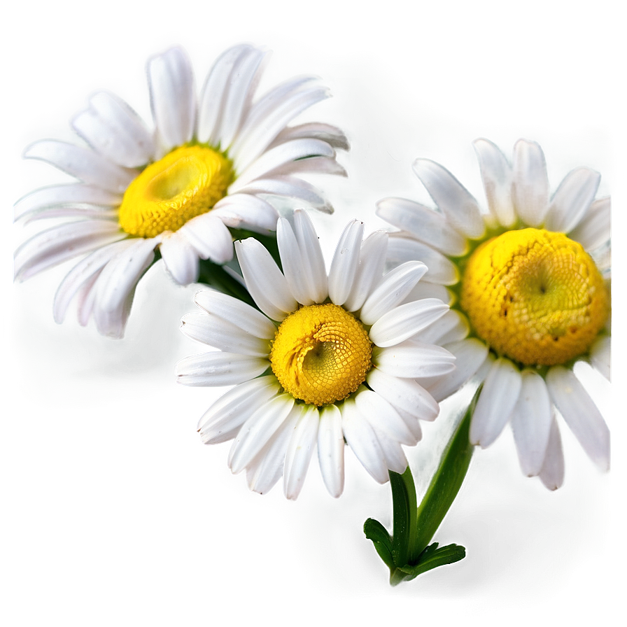 Daisy Clipart Png 84