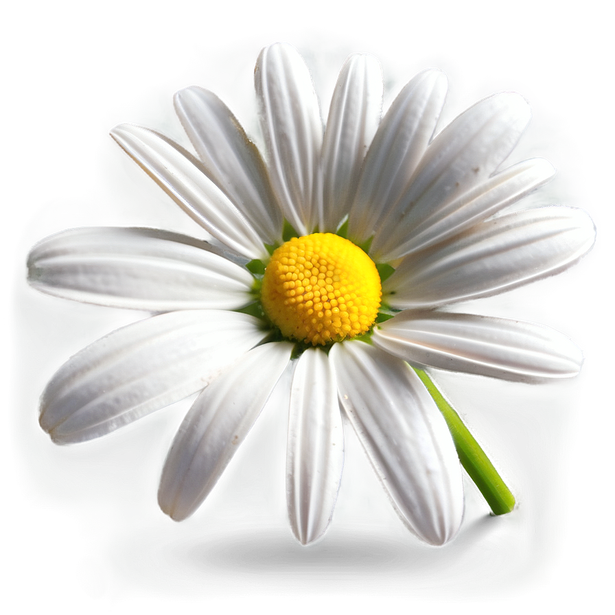 Daisy Clipart Png Mpj