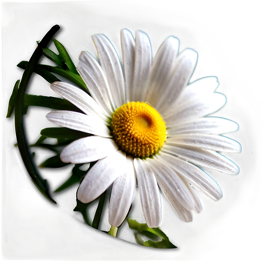Daisy Decoration Png 14
