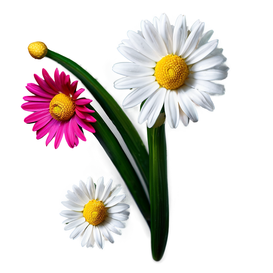 Daisy Decoration Png 86