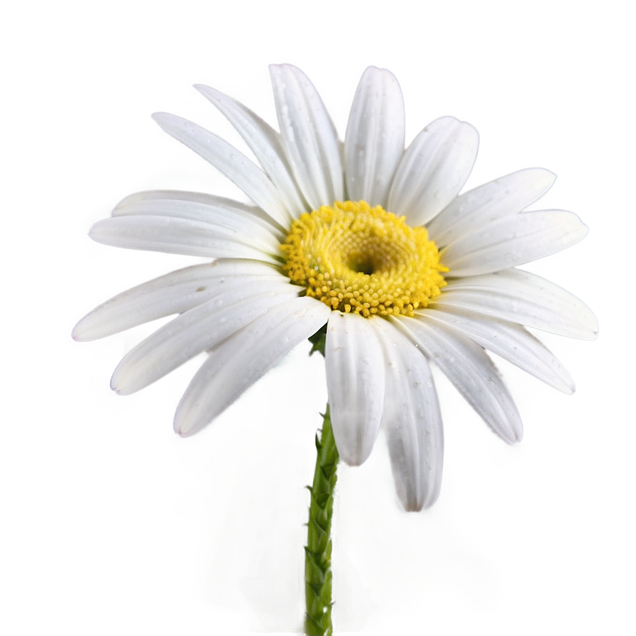 Daisy Detail Png Ipp11