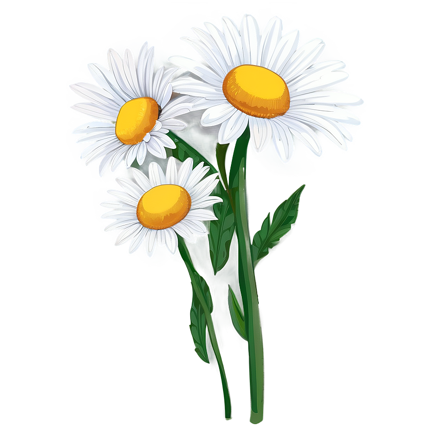 Daisy Drawing Png 6