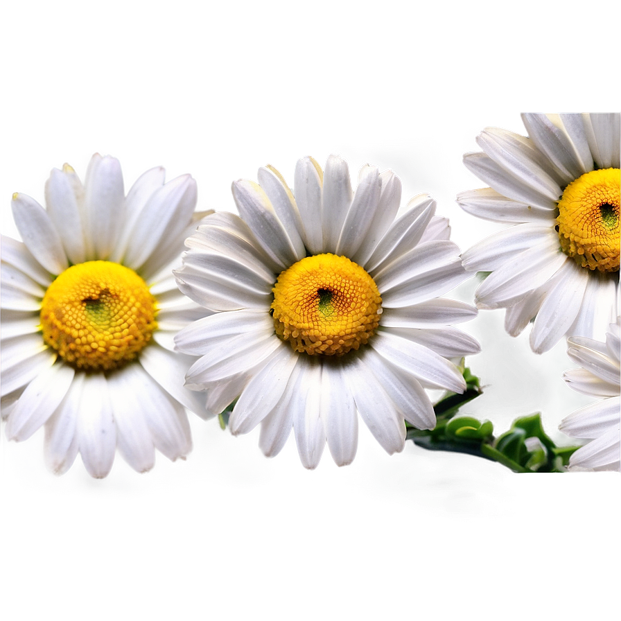 Daisy Fabric Png 19