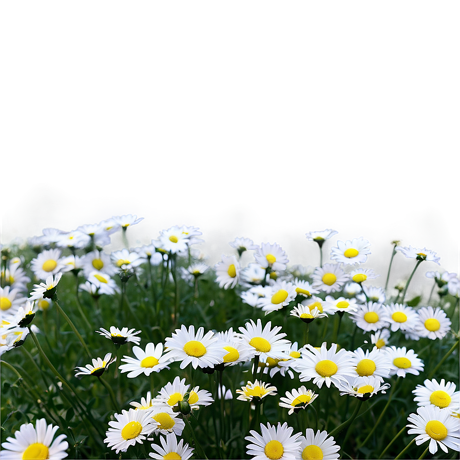 Daisy Field Png 13