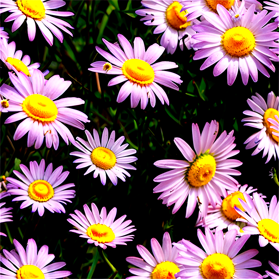 Daisy Field Png Ruf48