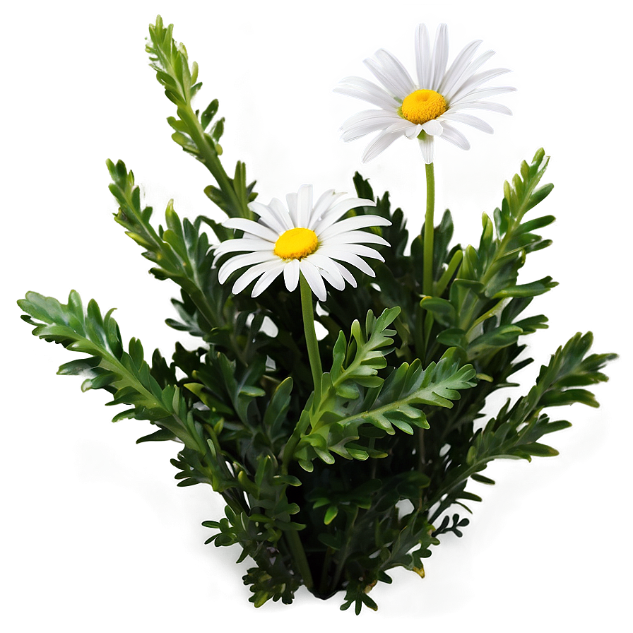 Daisy Flower Bush Png Kie