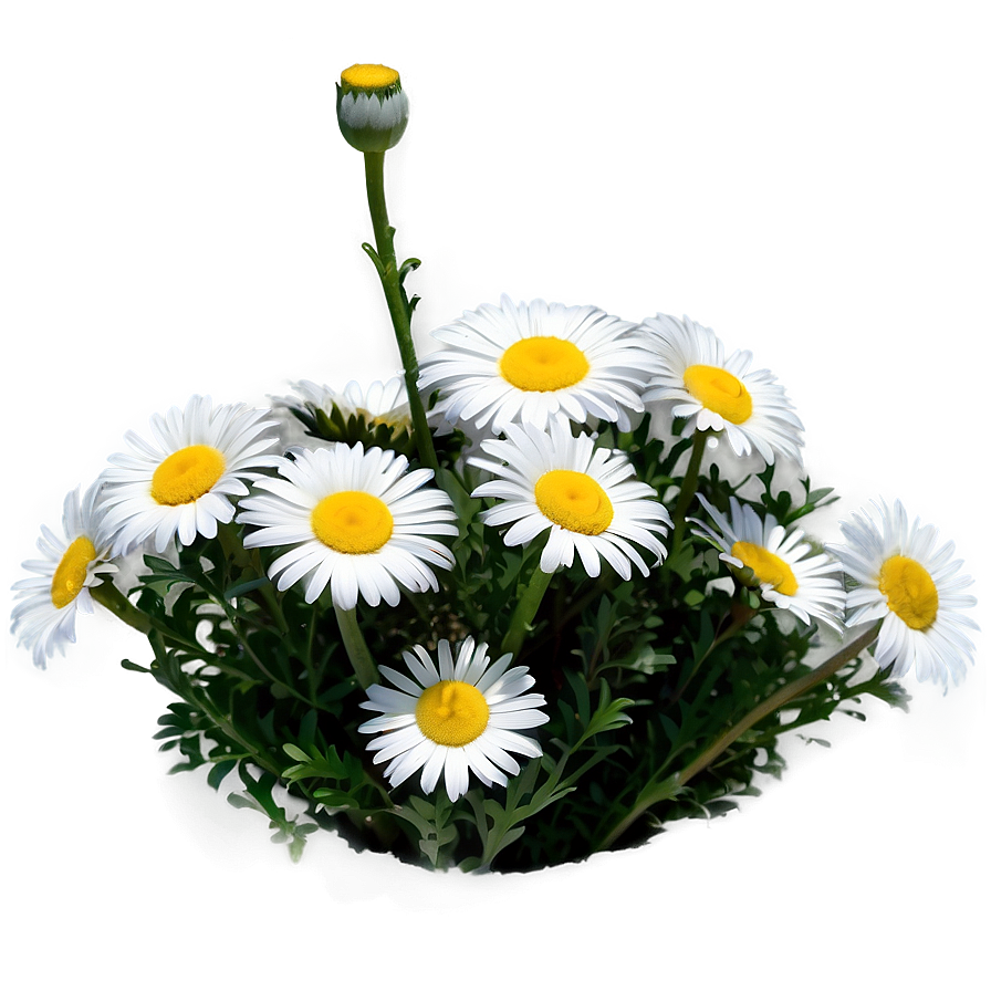 Daisy Flower Bush Png Vdl4