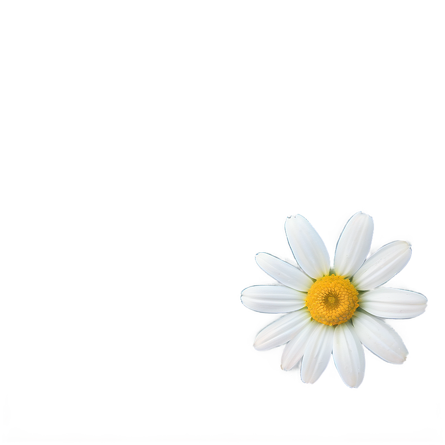 Daisy Flower Png 60