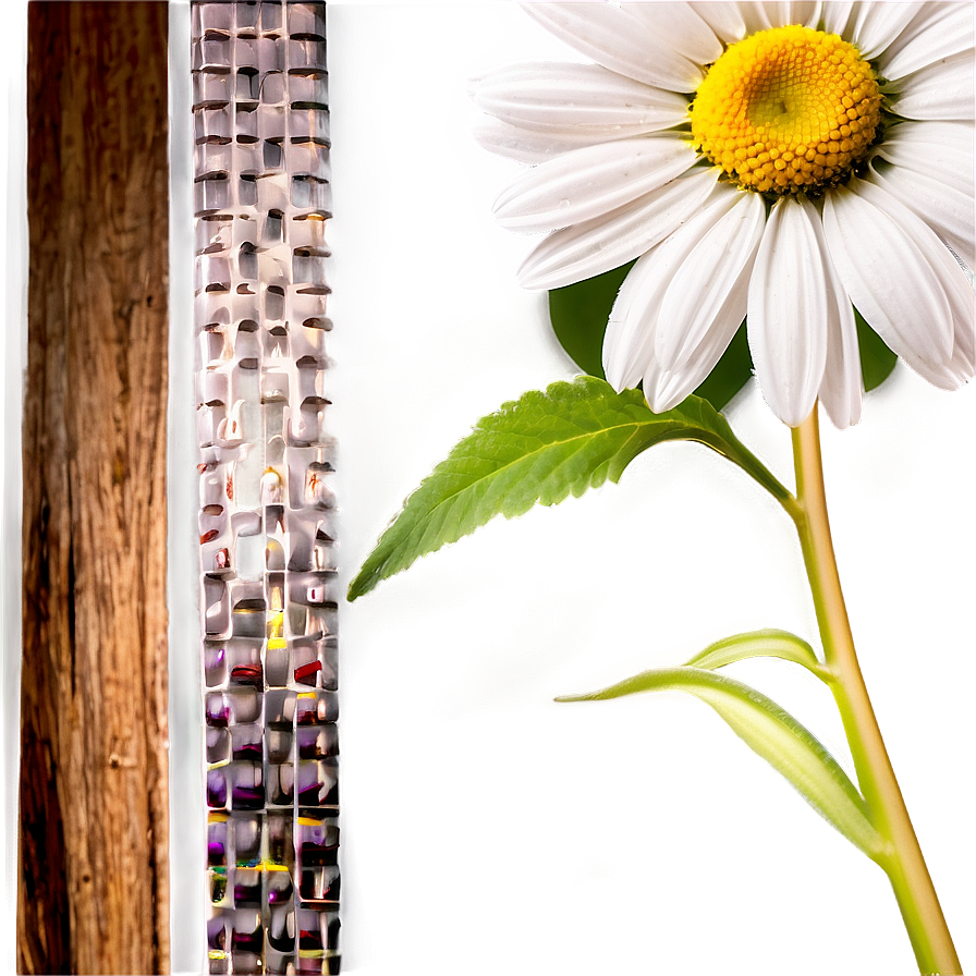 Daisy Frame Png 53