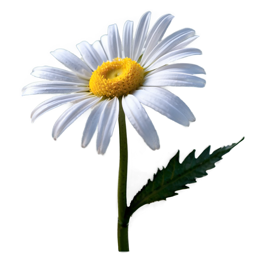 Daisy Graphic Png Hrm30