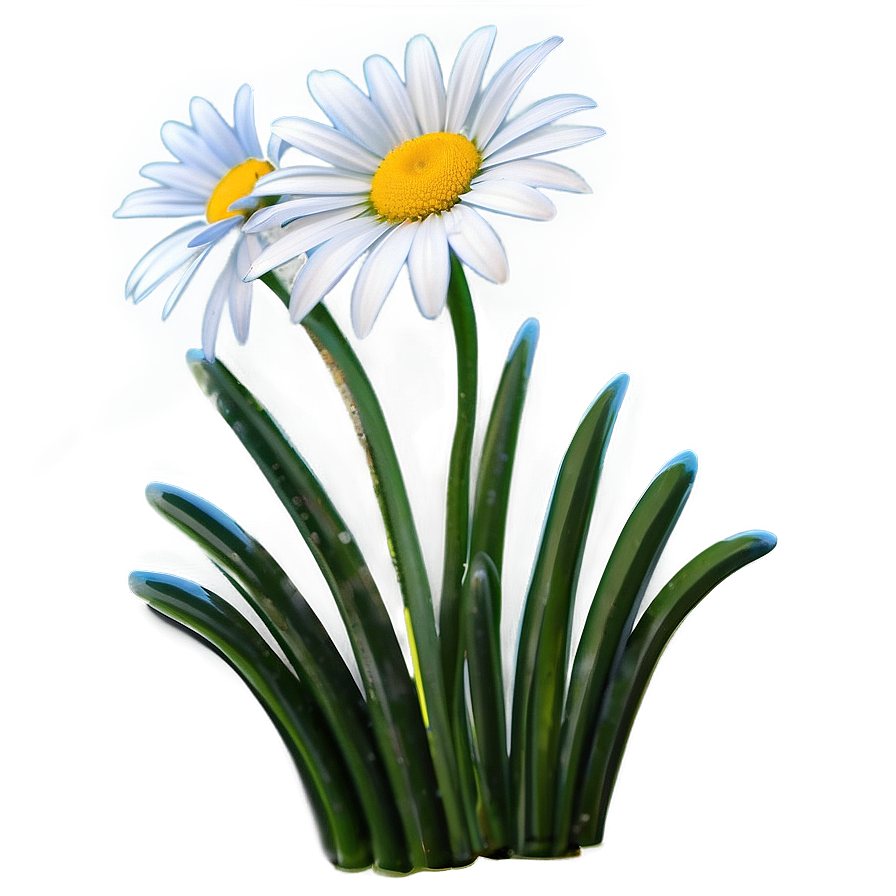 Daisy Graphic Png Wxy