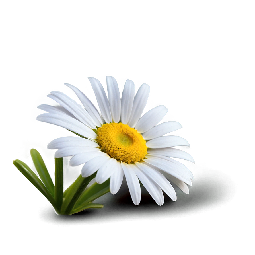 Daisy Icon Png 61