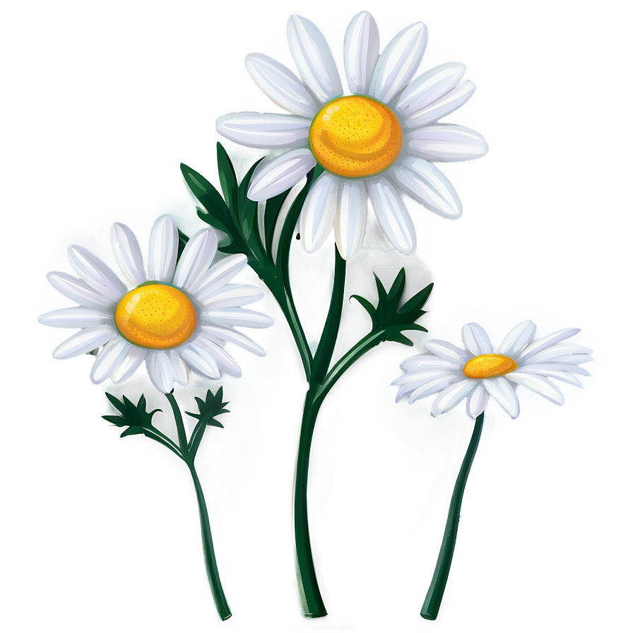 Daisy Illustration Png 16