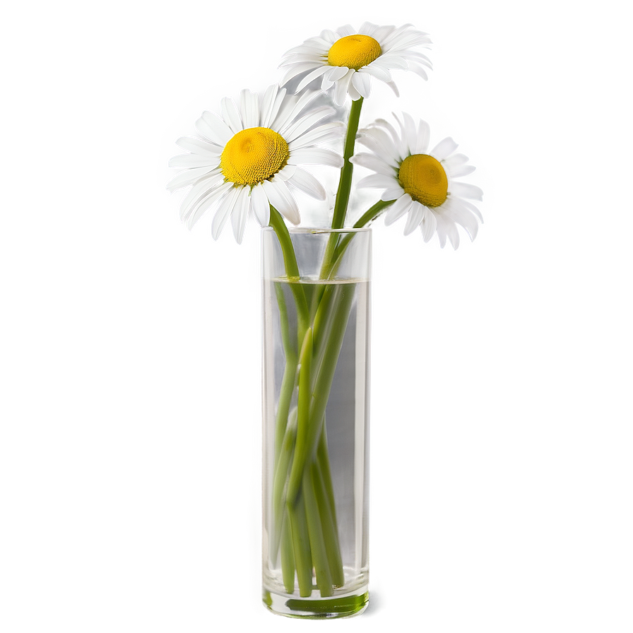 Daisy In Vase Png Qqy34