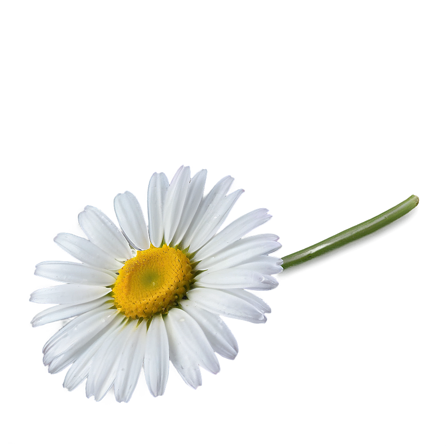 Daisy Outline Png 30