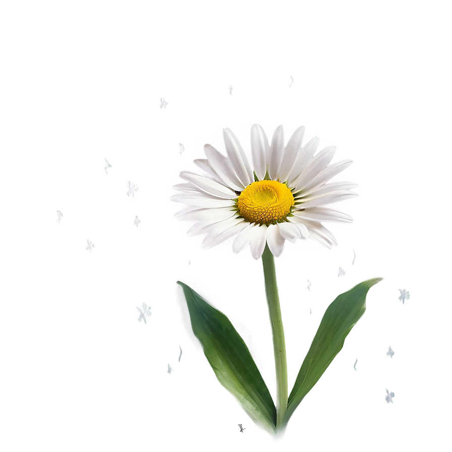 Daisy Outline Png Njo