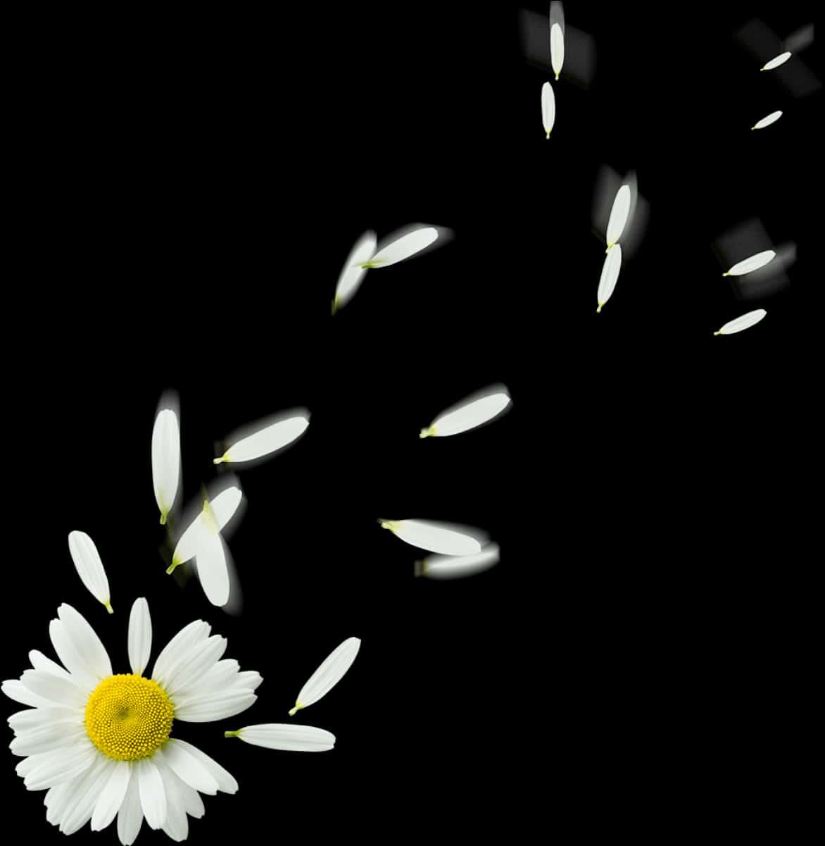 Daisy Petals Falling Black Background