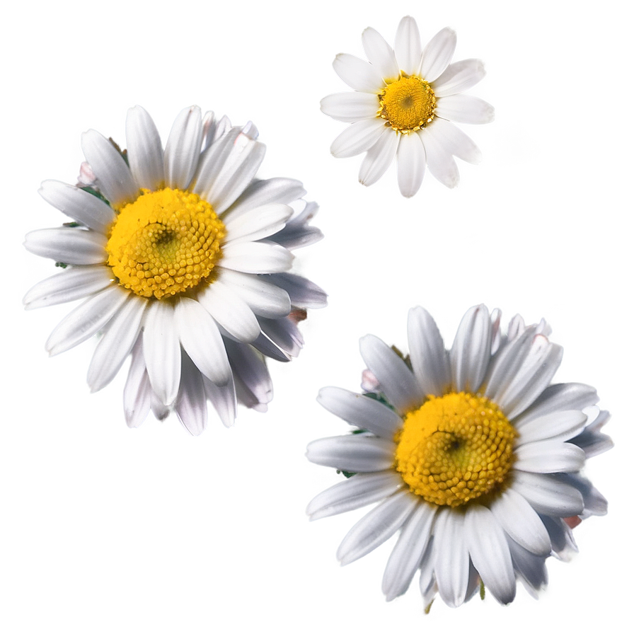 Daisy Petals Png 70