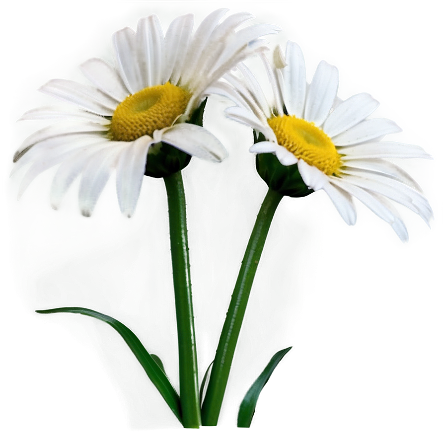 Daisy Print Png 05212024