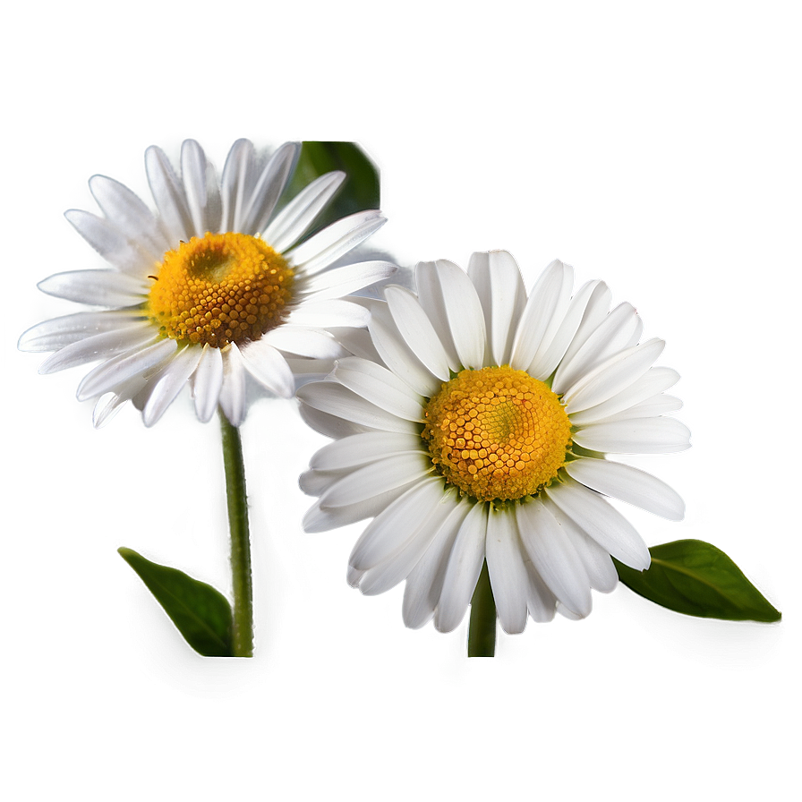 Daisy Seed Png Odp