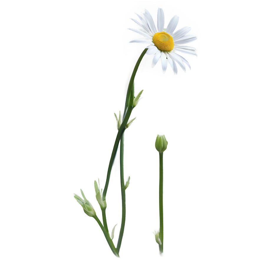 Daisy Stem Png 44