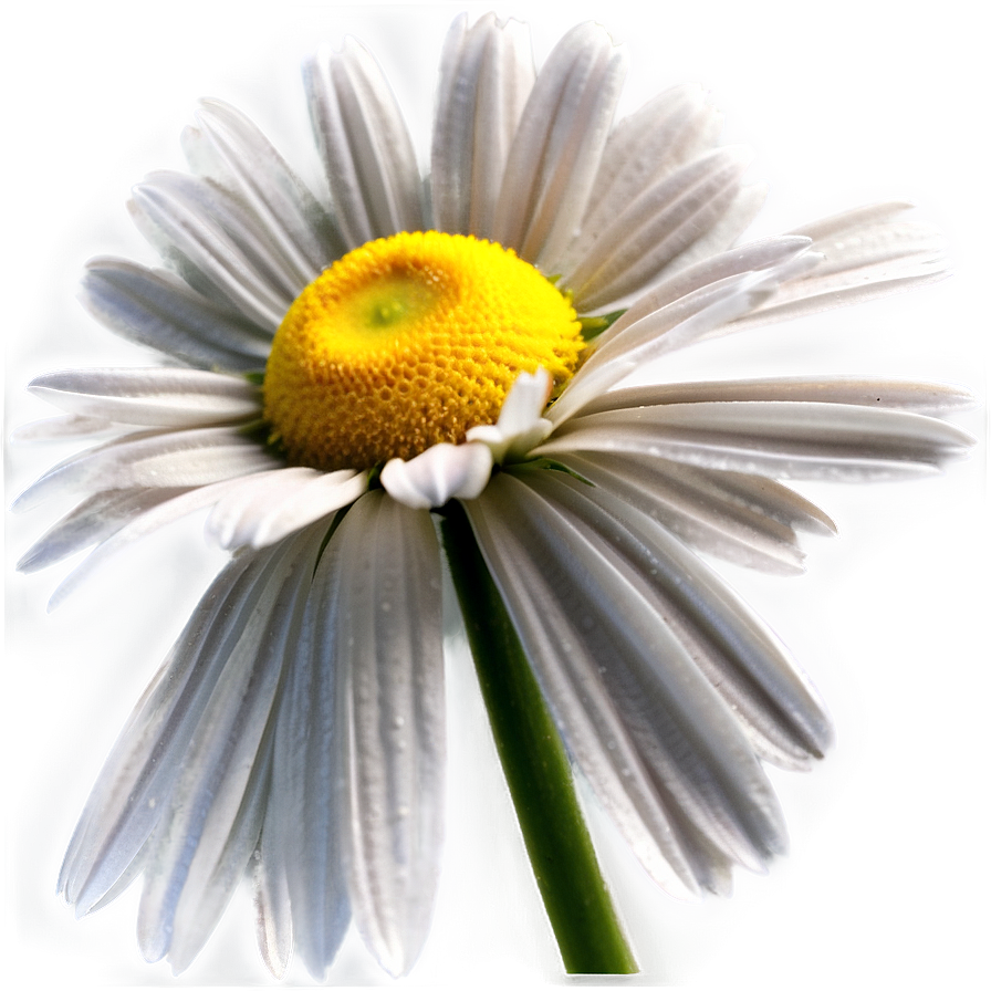 Daisy Texture Png 61