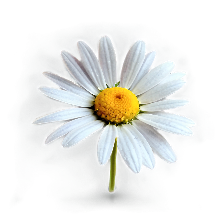Daisy Watercolor Png 05212024