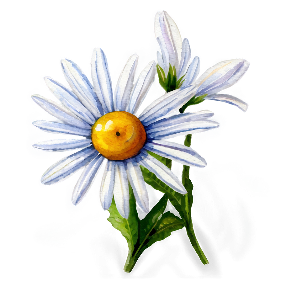 Daisy Watercolor Png Xhq64