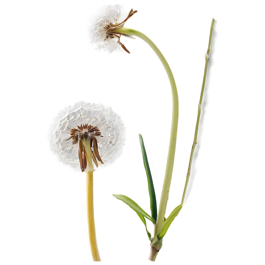 Dandelion In Meadow Png 05242024