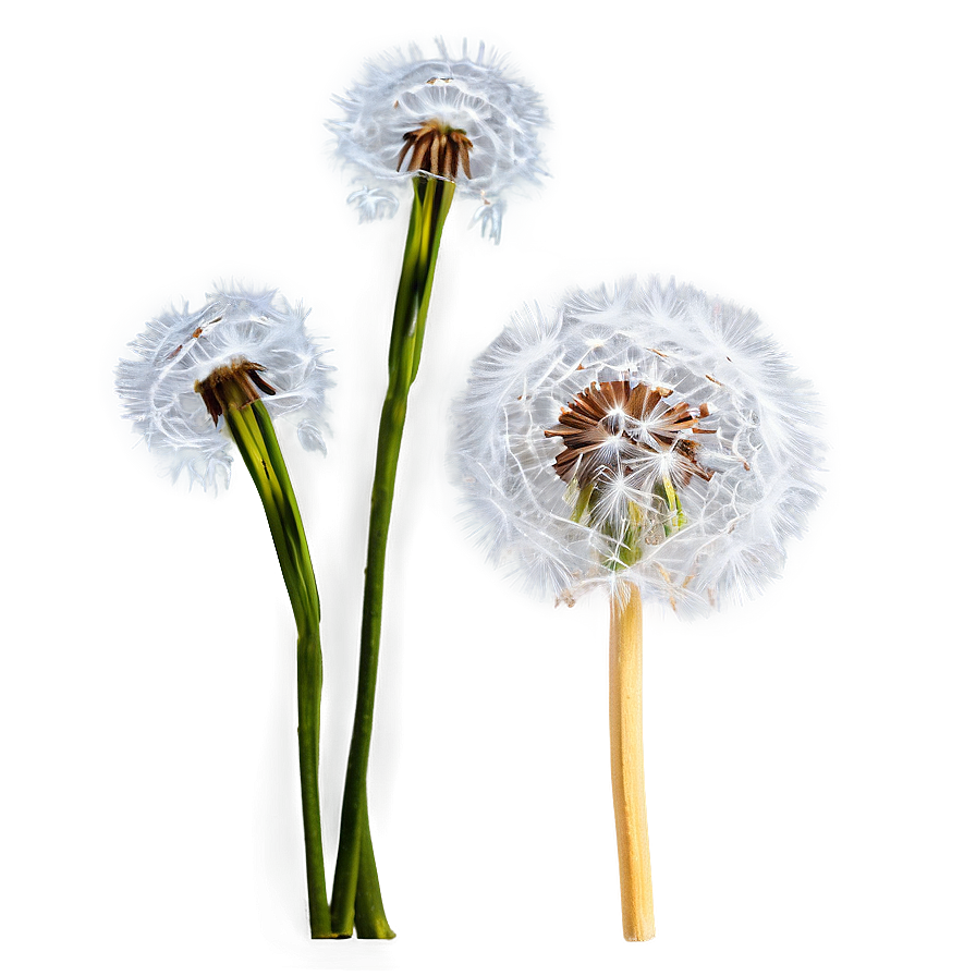 Dandelion In Snow Png 37