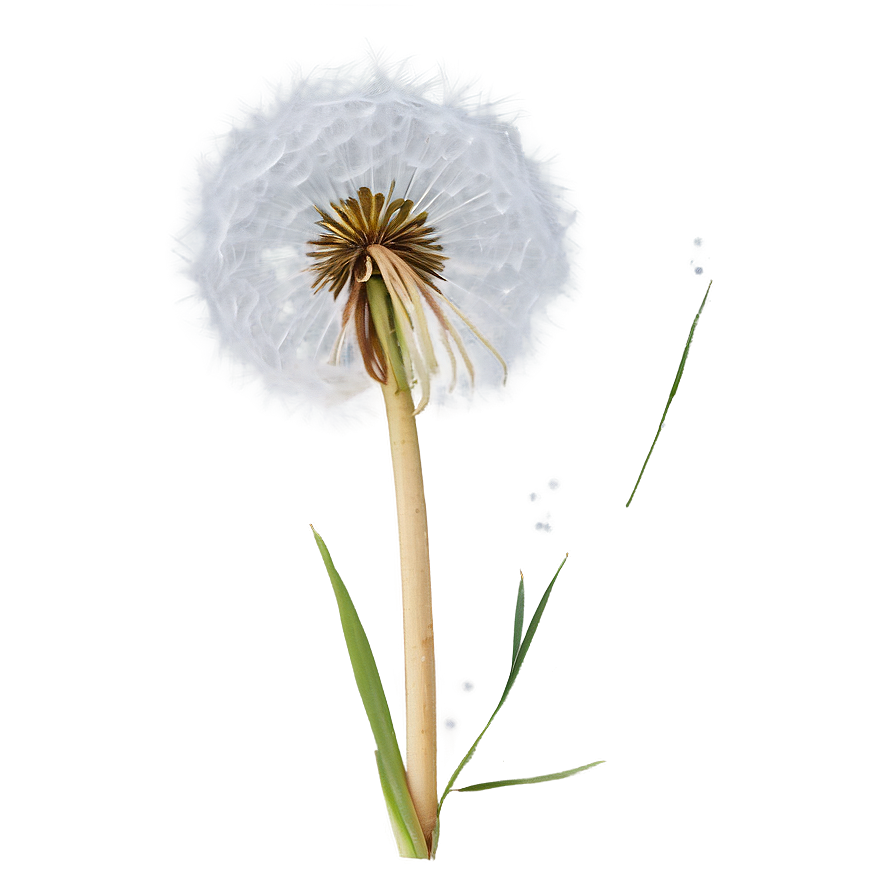 Dandelion In Snow Png Tlb23