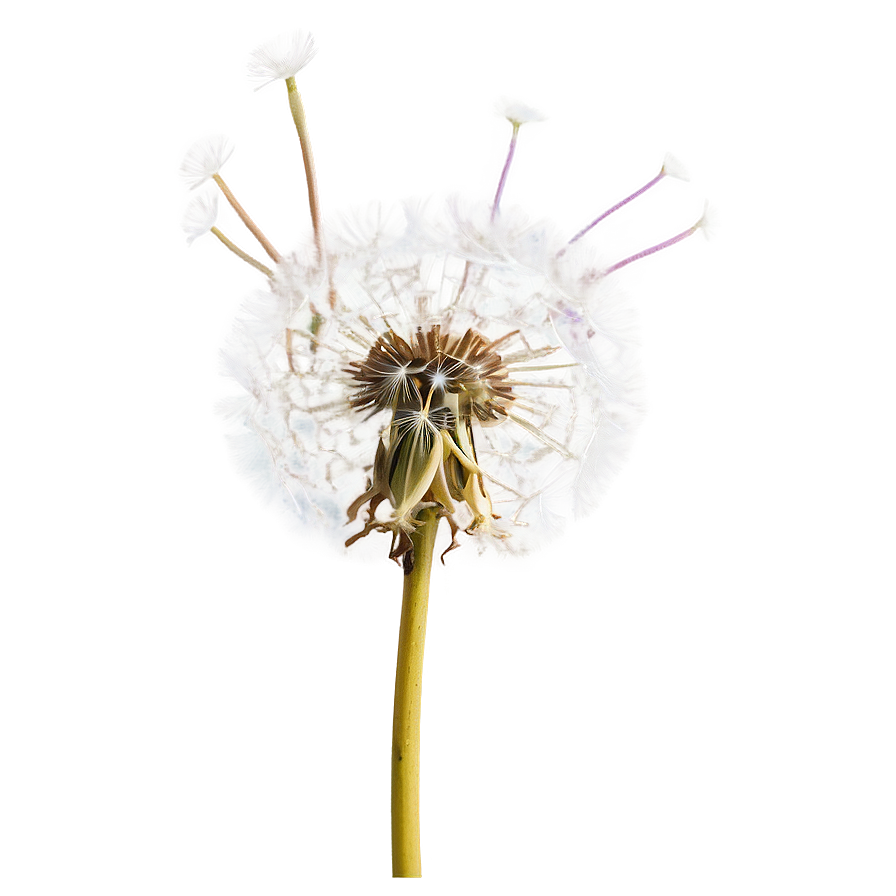 Dandelion In Sunlight Png Boi79