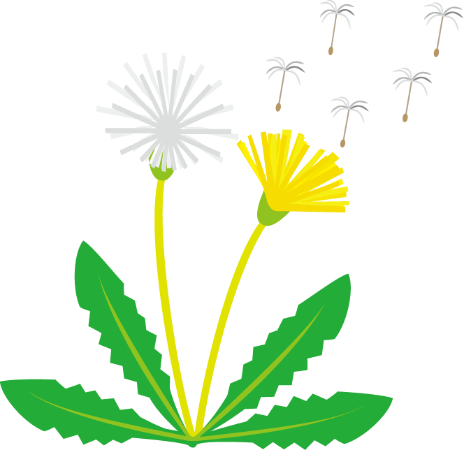 Dandelion_ Life_ Cycle_ Illustration