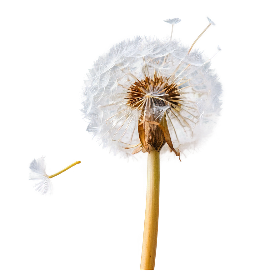 Dandelion Macro Photography Png 05242024