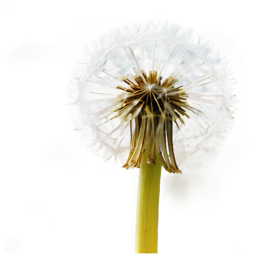 Dandelion Macro Photography Png 05242024