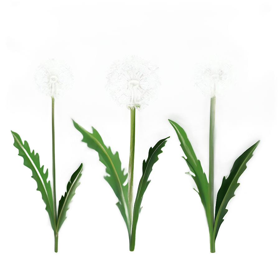 Dandelion On Green Background Png 67