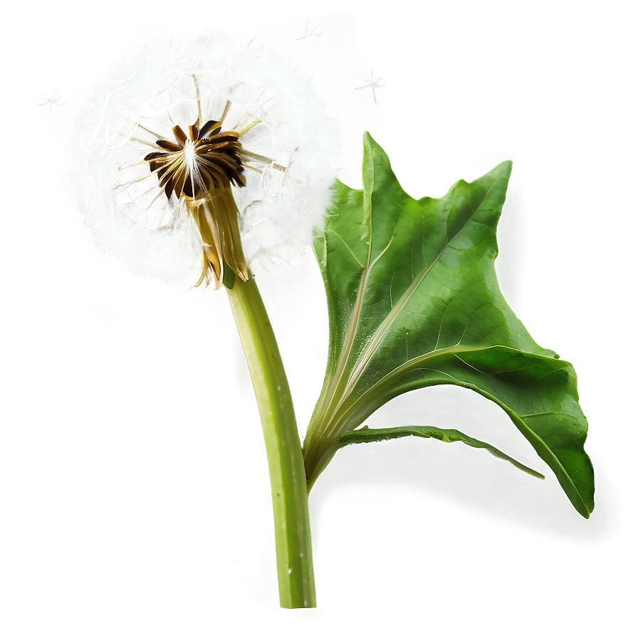 Dandelion On Green Background Png 70