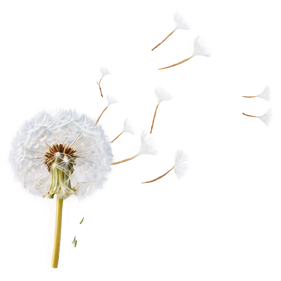 Dandelion Seed Blowing Png 51