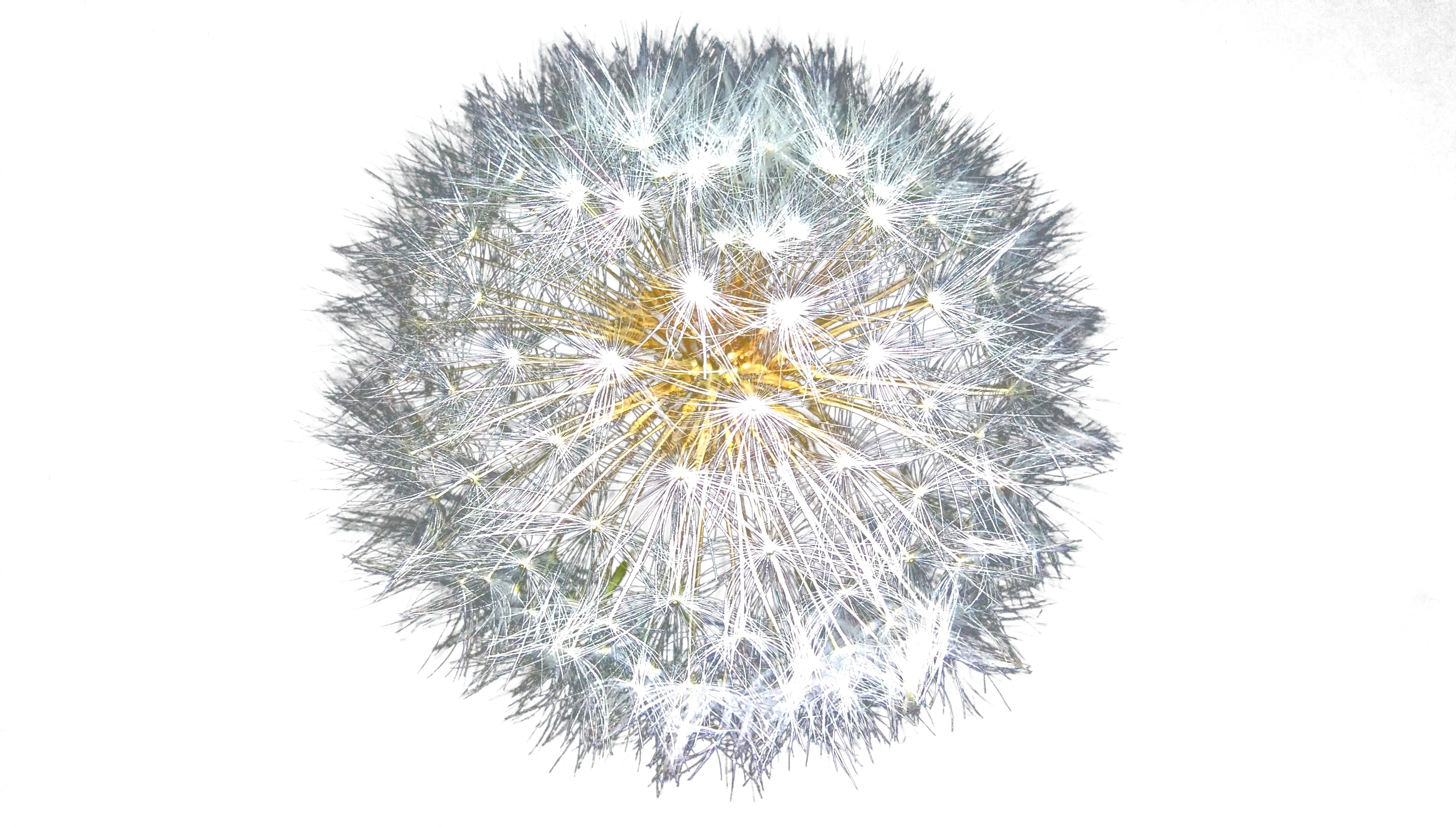 Dandelion Seed Head Against Black Background.jpg