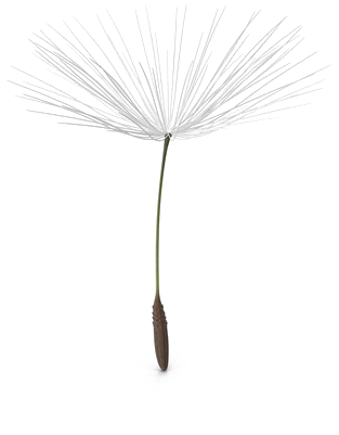 Dandelion_ Seed_ Head_ Artistic_ Rendering.png