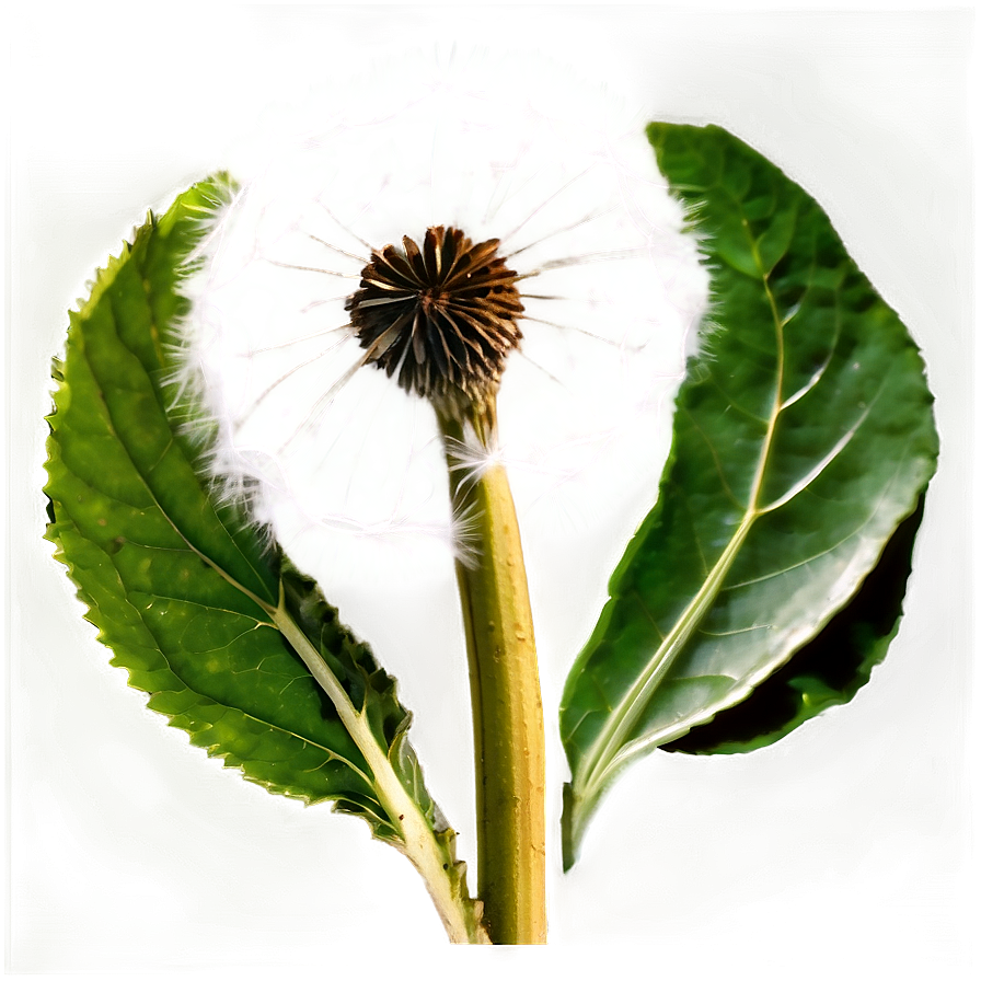 Dandelion Tea Leaf Png Yex