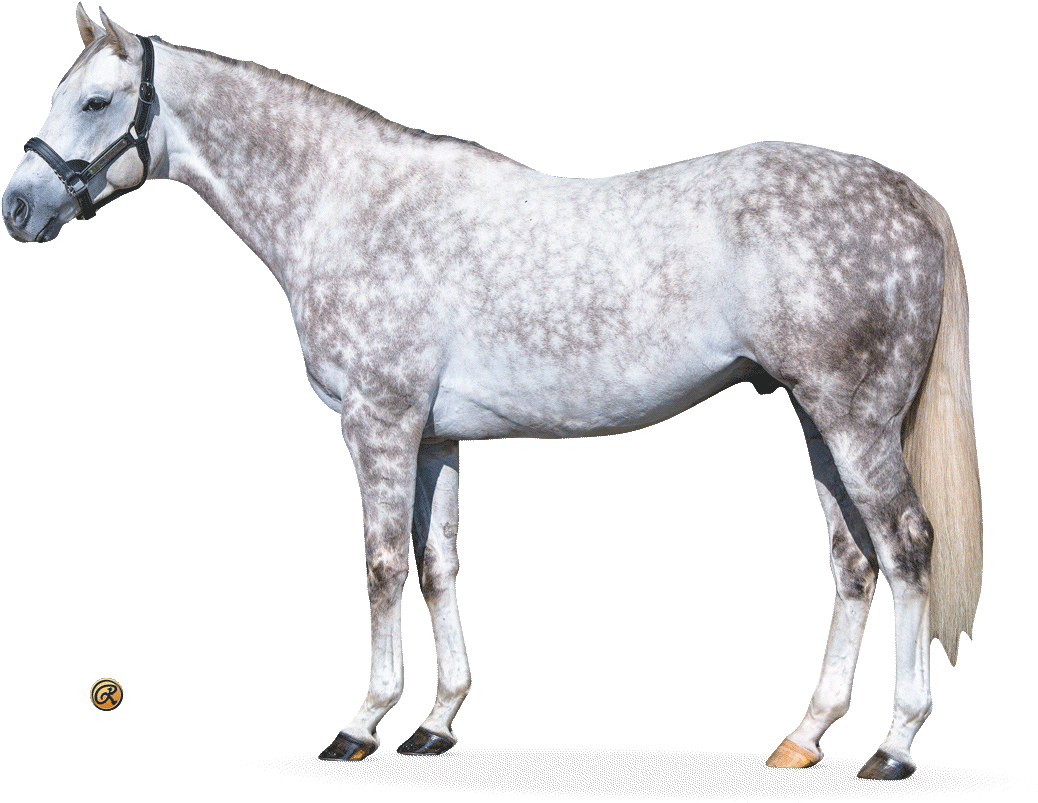 Dappled Grey Horse Standing