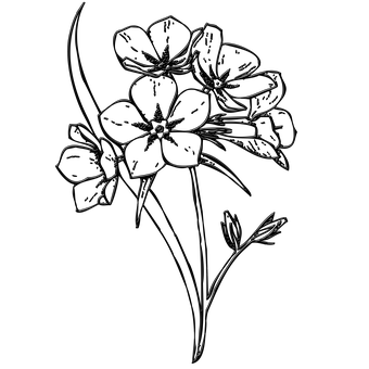 Dark Floral Sketch