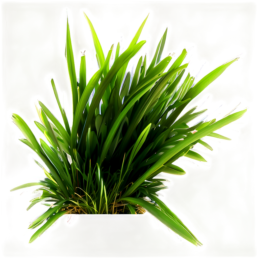 Dark Green Grass Png 72