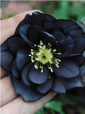 Dark Hellebore Flowerin Hand