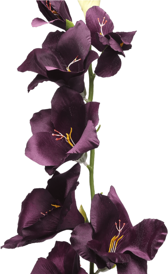 Dark Purple Gladiolus Stem