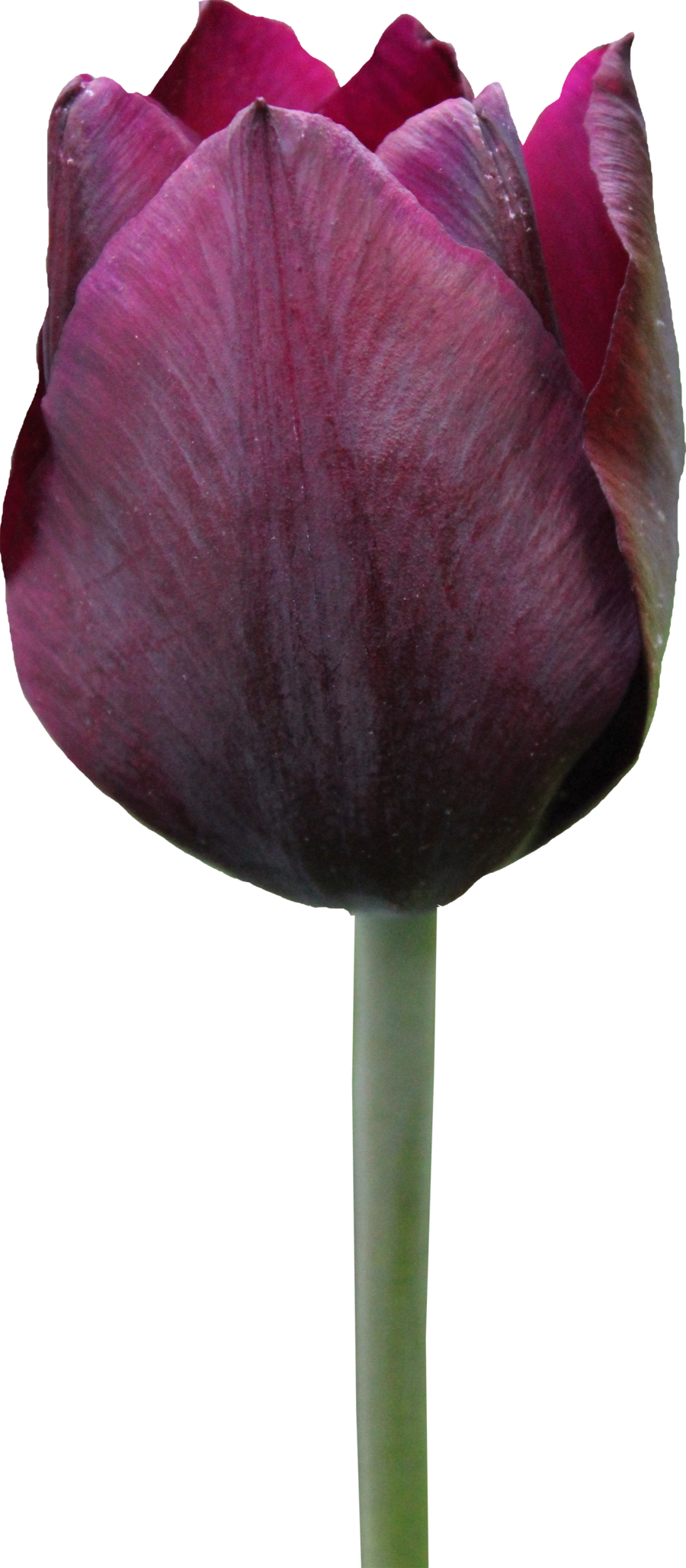 Dark Purple Tulip Single Stem