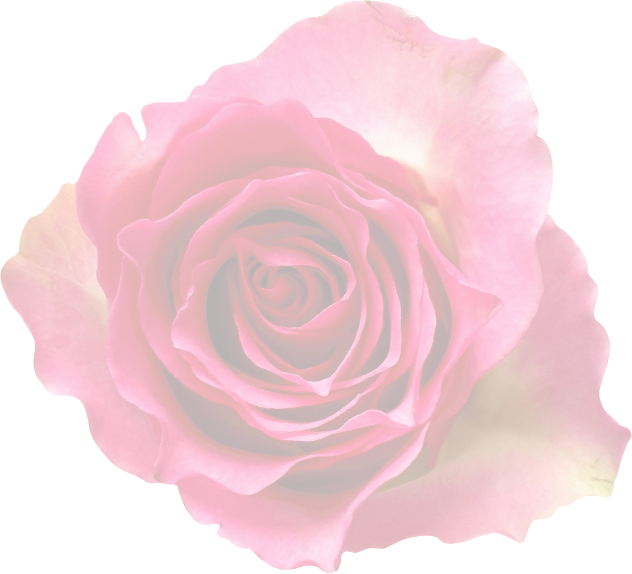 Dark Red Rose Black Background.jpg