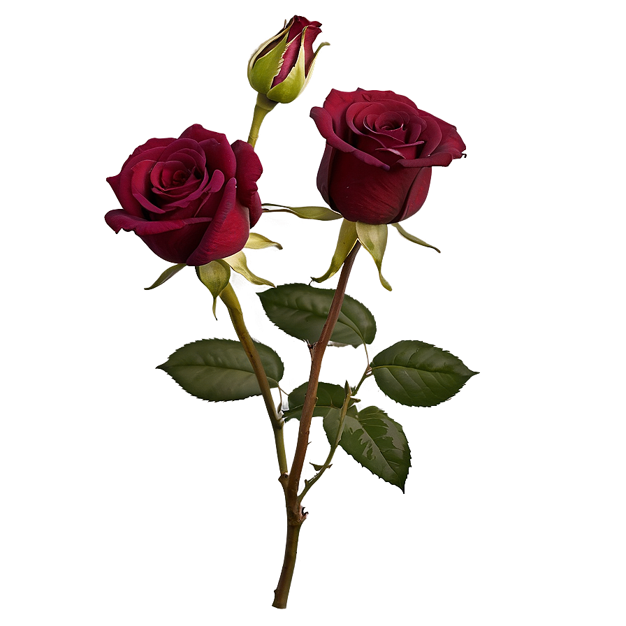 Dark Red Rose Png Tfy80