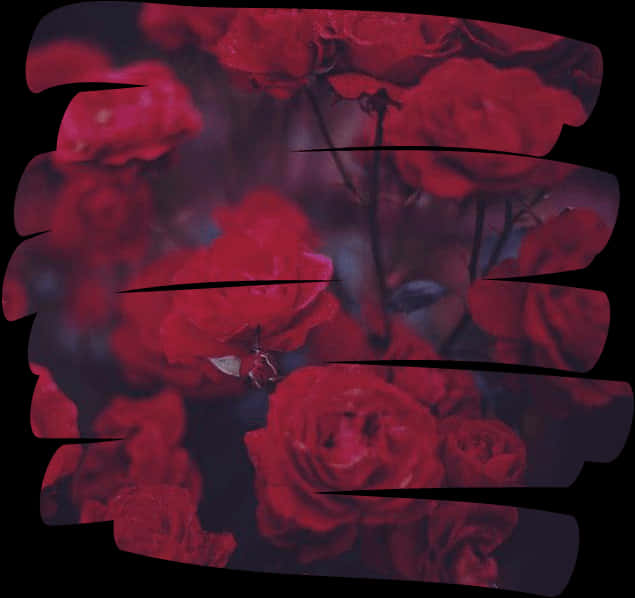 Dark Red Roses Aesthetic Overlay